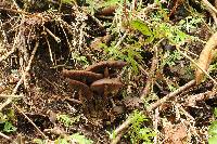 Psilocybe zapotecorum image