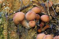 Lycoperdon pyriforme image