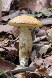 Leccinum rugosiceps image