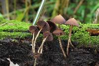 Psilocybe yungensis image