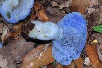 Lactarius indigo image