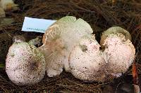 Agaricus xanthodermus image