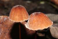 Marasmius siccus image