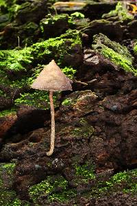 Psilocybe yungensis image