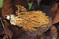 Ramaria stricta image