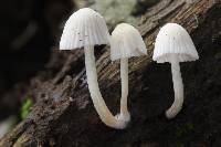 Coprinellus disseminatus image