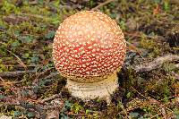 Amanita muscaria image