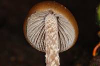 Psilocybe zapotecorum image