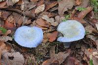 Lactarius indigo image