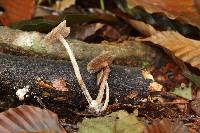 Psilocybe caerulipes image