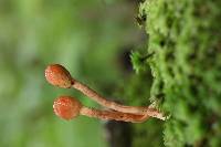 Ophiocordyceps gracilioides image