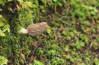 Morchella rufobrunnea image