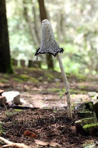 Coprinus comatus image