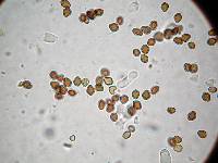 Psilocybe mammillata image