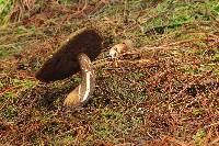 Tylopilus porphyrosporus image