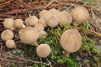 Lycoperdon pyriforme image