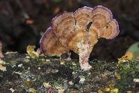 Trichaptum biforme image