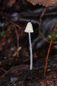 Mycena chloroxantha image