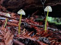 Mycena epipterygia image