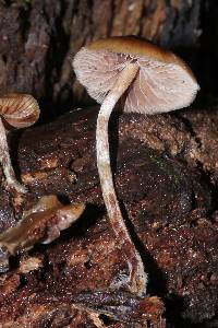 Psilocybe caerulipes image