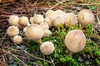 Lycoperdon pyriforme image