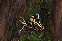 Ophiocordyceps sphecocephala image