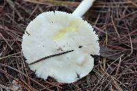 Amanita bisporigera image