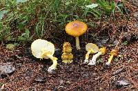 Amanita flavoconia image