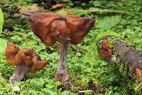 Gyromitra infula image