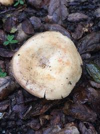 Lactarius alnicola image