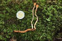 Ophiocordyceps gracilioides image