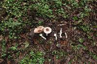 Agaricus subrutilescens image