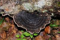 Trametes versicolor image