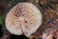 Psilocybe caerulipes image