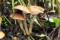 Psilocybe zapotecorum image