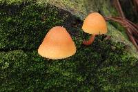 Gymnopilus picreus image