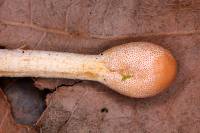 Ophiocordyceps gracilis image