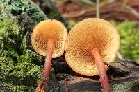 Gymnopilus picreus image