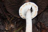 Agaricus subrutilescens image