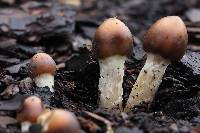 Psilocybe caerulescens image