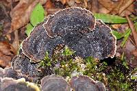 Trametes versicolor image