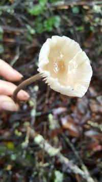 Mycena galericulata image