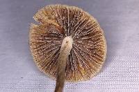 Psilocybe aztecorum image