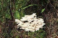 Postia floriformis image