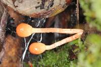 Ophiocordyceps gracilioides image