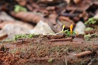 Cordyceps formosana image