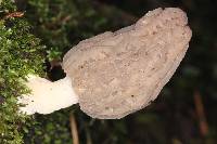 Morchella rufobrunnea image