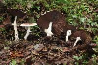 Agaricus subrutilescens image