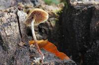 Psilocybe caerulipes image