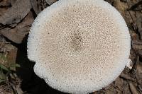 Macrolepiota procera var. procera image